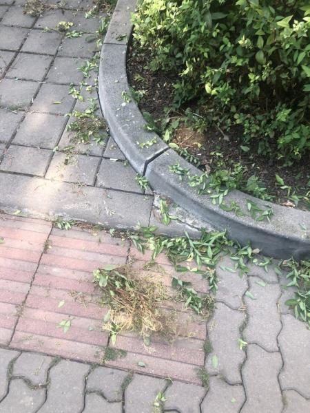 4572261071221825244580795453808144780840633525n